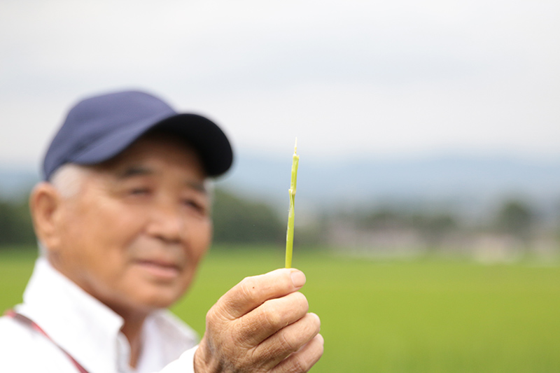 稲穂の成育確認